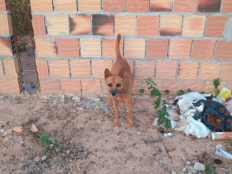 Raposinho Cão Comunitário que fica no TEA